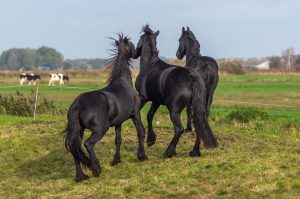 beste webdesign en webdevelopment in Drachten